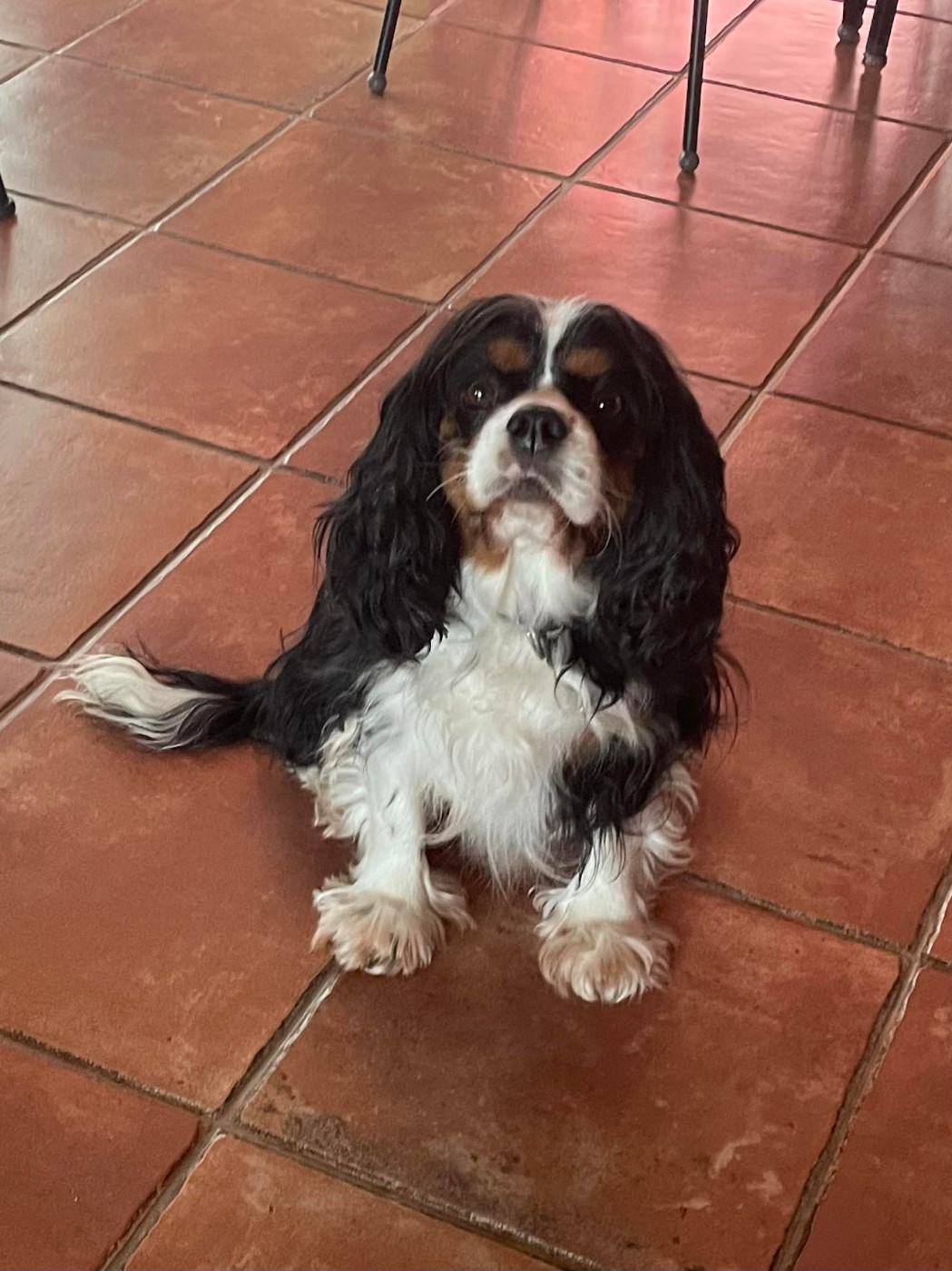 Sascha ô Zoo De Matisse