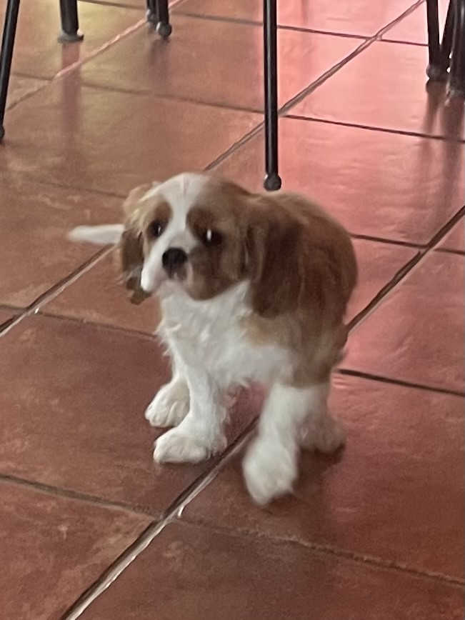 ô Zoo De Matisse - Cavalier King Charles Spaniel - Portée née le 26/12/2025