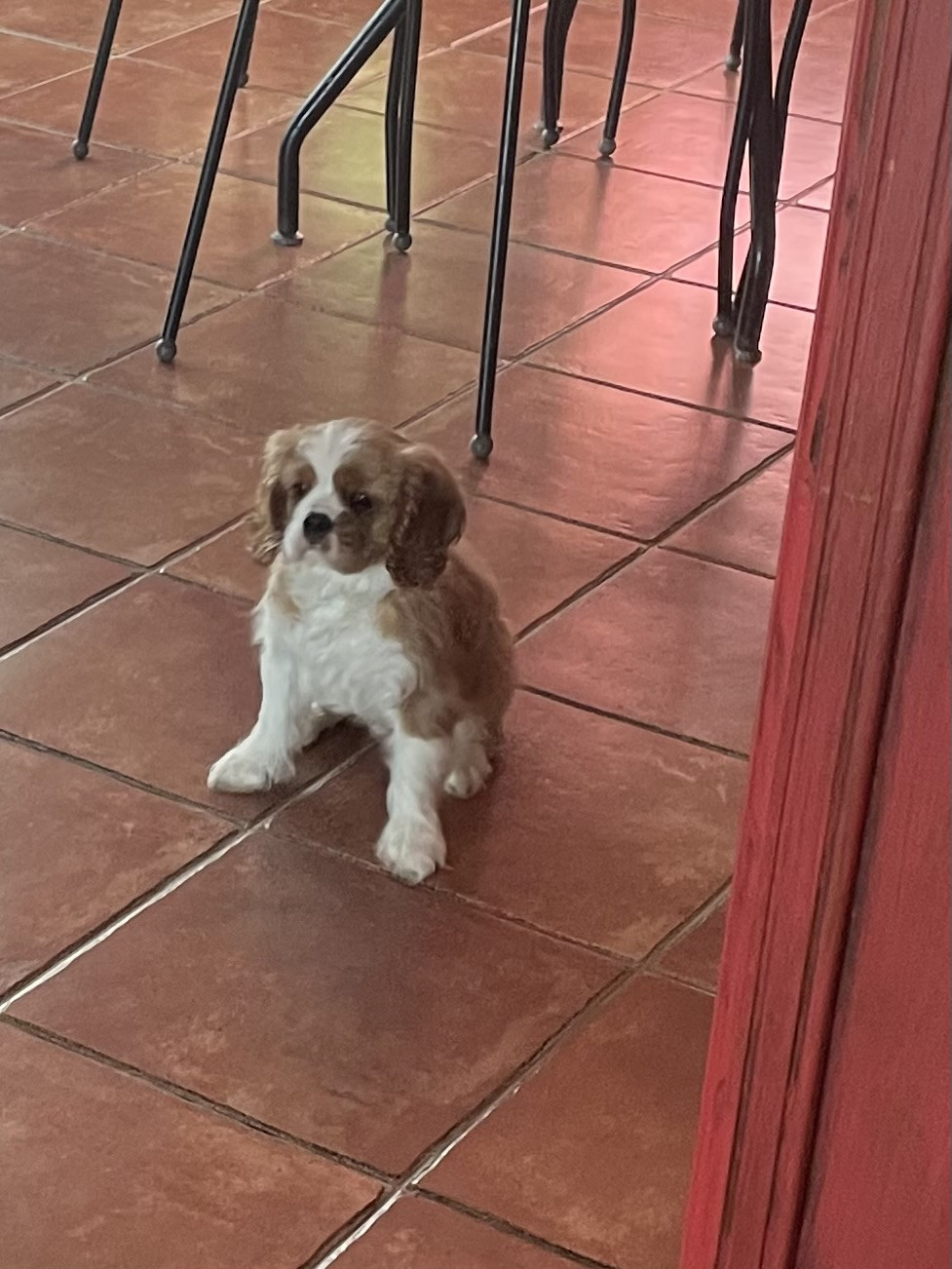 ô Zoo De Matisse - Chiots disponibles - Cavalier King Charles Spaniel